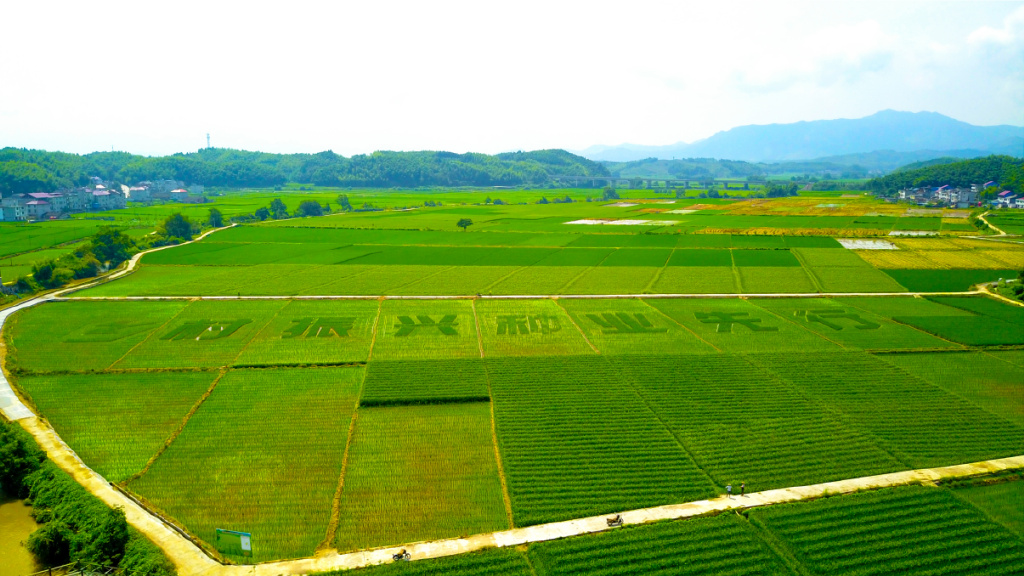 "種"出"芯"希望&mdash;&mdash;福建種業(yè)振興進行時
