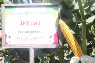 愿廣交天下好友 金豐源種業(yè)真誠(chéng)待您前來(lái)