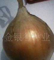 洋蔥種子價(jià)格_洋蔥種子廠家_世界工廠網(wǎng)產(chǎn)品信息庫(kù)