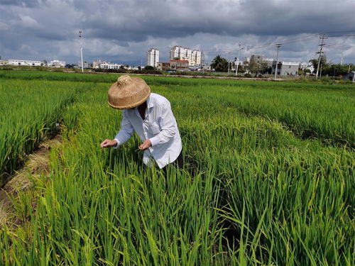 湖北種業(yè)專家在海南召開了這場(chǎng)會(huì)議 討論了一個(gè)大問題