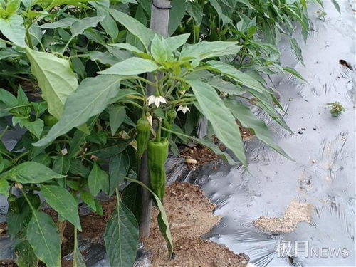 3200種農(nóng)產(chǎn)品吸引2萬余市民看稀奇,多個新品種亮相武漢種博會