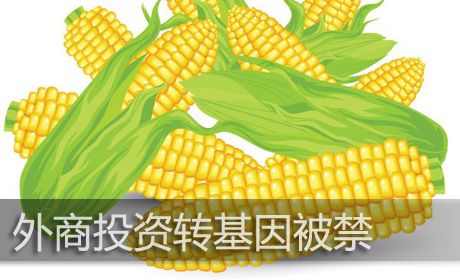 外商進(jìn)軍種業(yè)機(jī)制放寬,種子行業(yè)擔(dān)心的問題快來看看