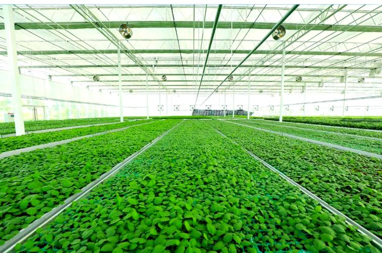 壽光蔬菜種業(yè)集團(tuán)西環(huán)基地:育苗業(yè)務(wù)全面啟動