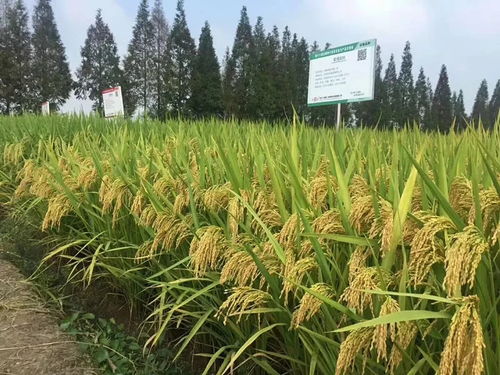 凱旋轄區(qū)企業(yè)杭州種業(yè)集團水稻新品種 首秀 全國種子舞臺