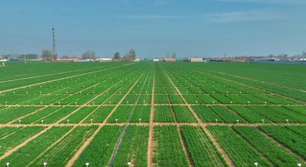 更全、更專、更廣 中國種子大會馬蘭小麥種業展示會引領種業創新