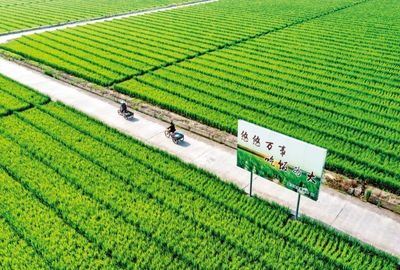 中國種業翻身仗 仍需突破的三大關鍵關隘