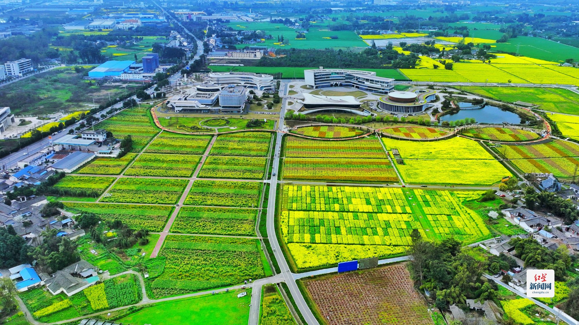 科技賦能種業，天府油菜花綻放春日新體驗